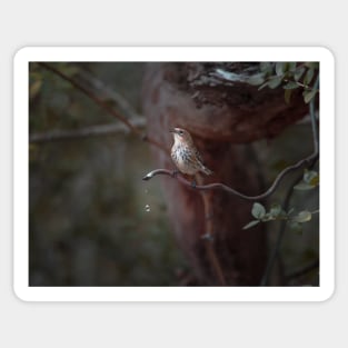 Yellow-rumped Warbler At Water Spout Sticker